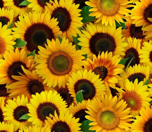 Sunflower Yardage, Yellow, Brown, Green, Sunflowers, Elizabeth's Studio, Floral Fabric Yardage