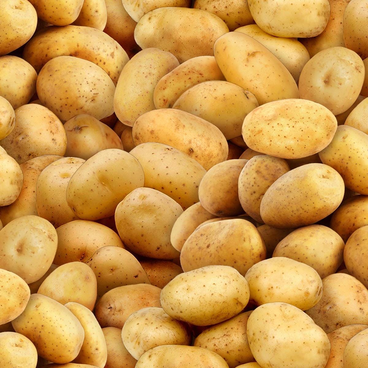 Gold Potatoes Yardage, Food Festival, Elizabeth's Studio