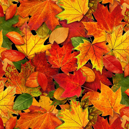Leaves Yardage, Multi Fall Leaves, Landscape Collection, Elizabeth Studio